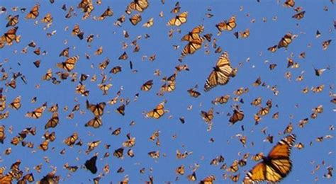 What Do You Call A Group Of Butterflies