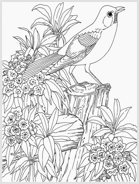 Robin Bird Coloring Pages For Adult Realistic Coloring Pages