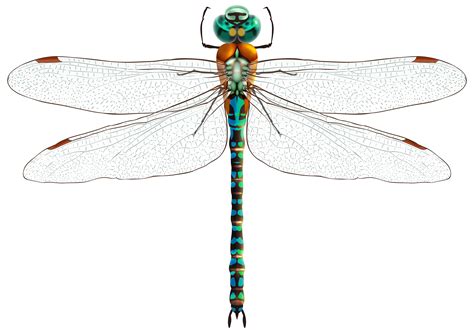 Luxury 70 Of Dragonfly Clipart Png Cfubhrkdvoifou588