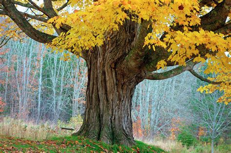 Old Maple Tree And Swing In Autumn Color Photograph By Gary Corbett