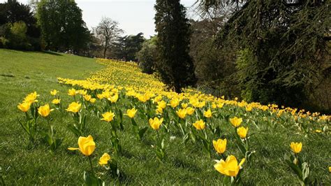 Yellow Flowers Slope Green Grass Field Hd Flowers Wallpapers Hd