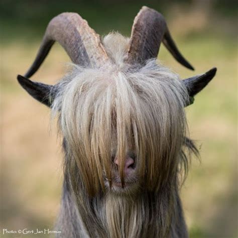 This One Needs A Haircut Photo © Gert Jan Hermus Goats Funny