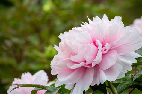 Beautiful And Pretty Peony Flowers Blooming In The Garden Stock Image