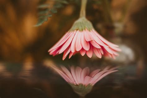 5 Steps For Creative And Beautiful Flower Photography