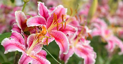 Which Lilies Are Toxic To Pets Aspca