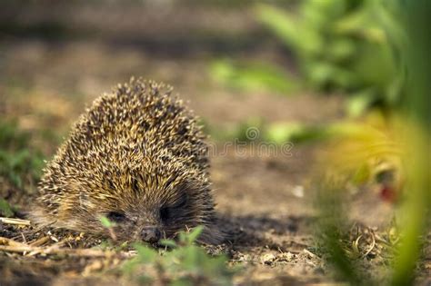 Hedgehog In The Garden Hedgehog Close Up Stock Photo Image Of Nature