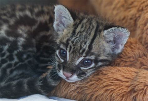 Baby Ocelot Mark Dumont Flickr