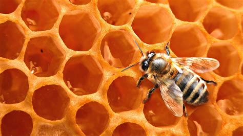 Honey Bee Wallpapers Wallpaper Cave