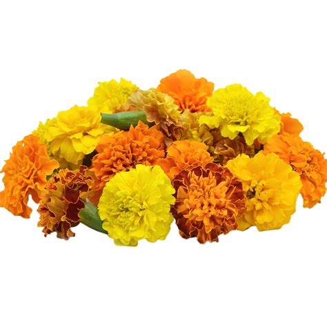 Marigold Flower Png Transparent Background 29721428 Png
