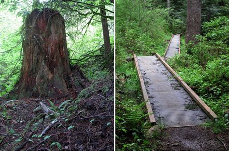 Decaying Stump And Boardwalk On The Silent Swamp Trail Photo By