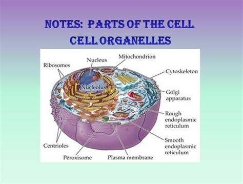 Cell Organelle Notes Powerpoint Presentation Teaching Resources