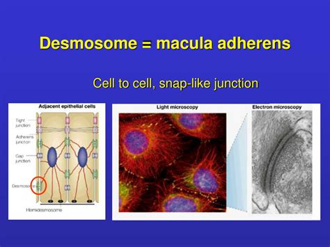 Difference Between Desmosomes And Hemidesmosomes - PPT - Adhesion Cell junctions PowerPoint Presentation - ID:404906