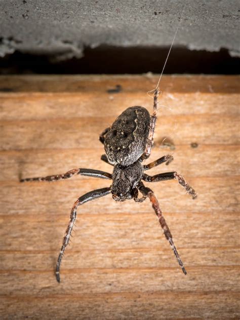 Heres How To Spot The Uks Biting Spiders As They Invade British Homes