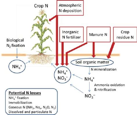 How Does Agriculture Affect Nitrogen Cycle ️ Updated 2022