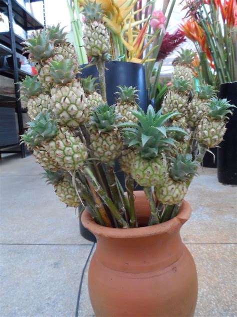 Pé De Abacaxi Ornamental