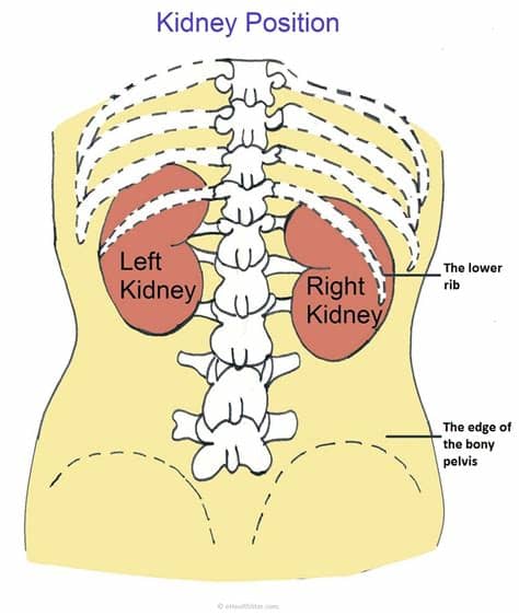 Under the rib cage, we have a host of other organs including the gallbladder, bile ducts, pancreas, right kidney, colon (right colic flexure and first part of the transverse colon), stomach (end portion), duodenum and a portion of the rest of the small intestine. Lump In Stomach Below Rib Cage