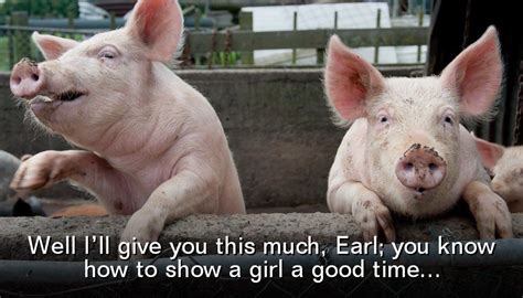 Pigs Are Easy Pigs Laugh Easily Humor Funny Best Animals