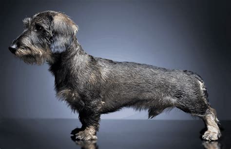 Wire Haired Dachshunds History Health Temperament And Fun Facts