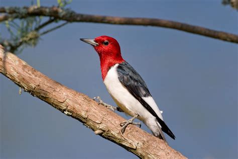 What The Birds Are Telling Us Audubon South Carolina
