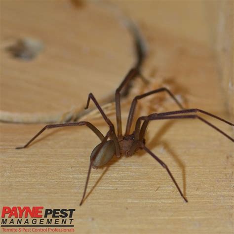 The Most Dangerous Spiders In North America Payne Pest Pest