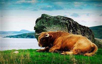 Highland Bison Scotland Cattle Wallpapers Animals Desktop