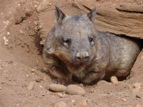 The Creature Feature 10 Fun Facts About Wombats Wired