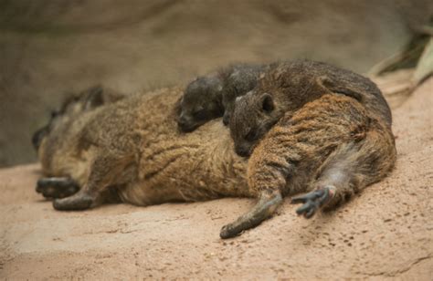 Tiny Rock Hyrax Triplets Born At Chester Zoo Zooborns