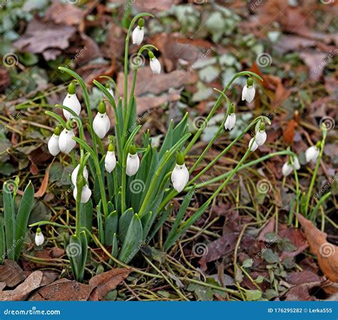 Early Spring Flowers Galanthus Elwesii Elwes S Snowdrop Greater