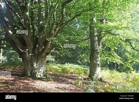 Pollarded Beech Tree Fagus Sylvatica Vinney Ridge New Forest National