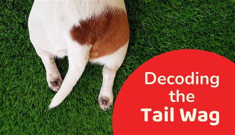 Why Do Dogs Wag Tails Tail Wagging Communication Zigly Blog