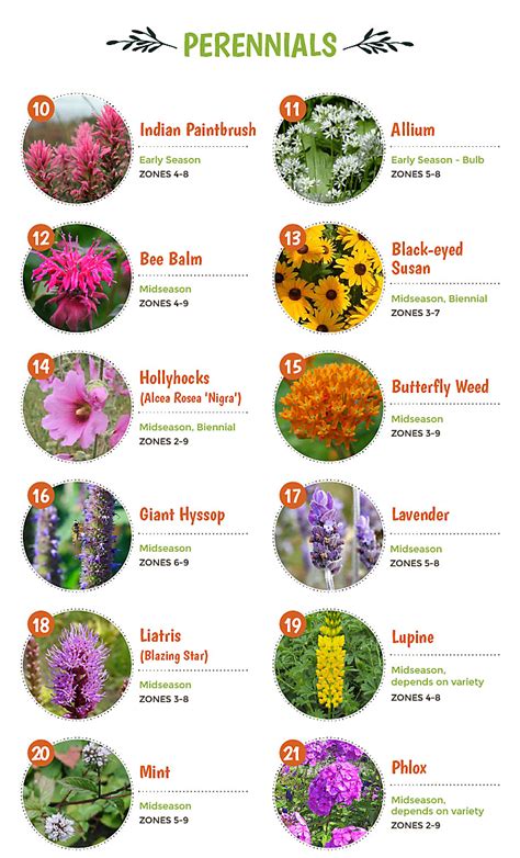 Top 30 Plants That Attract Pollinators In 2020 Flower Garden Plans