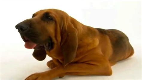 Explicacion Final El Poder Del Perro - Simbolismo del Perro de San Huberto o Bloodhound | Animal Chaman