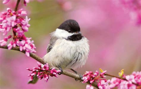 10 Cutest Birds