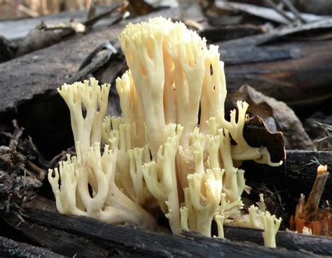 Ramaria Stricta Upright Coral Fungus
