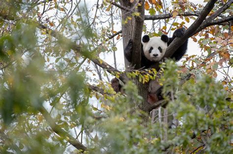 Giant Panda Breeding Season On The Horizon At Adelaide Zoo