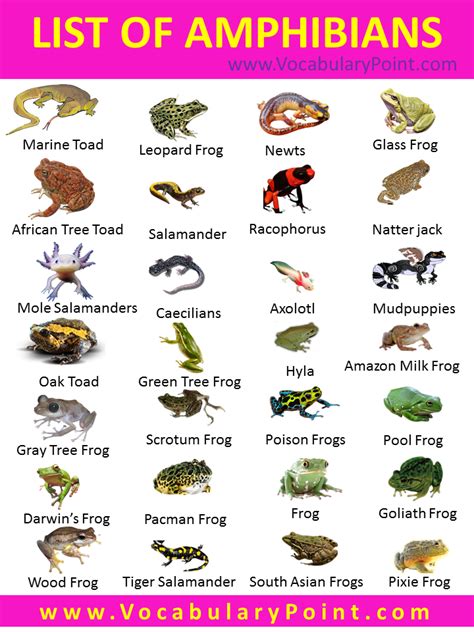 List Of Amphibians List Of Amphibians With Pictures Vocabulary Point