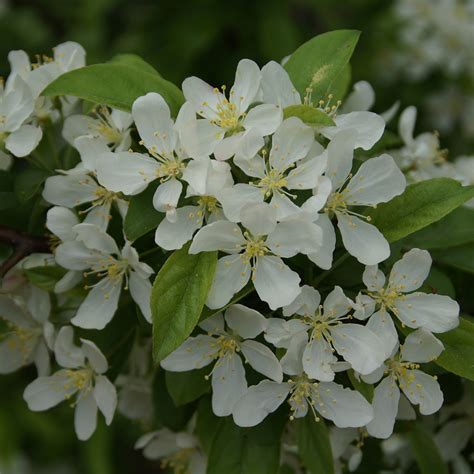 Sweet Sugar Tyme Crabapple Spring Meadow Nursery