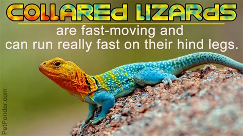 Fun Facts About Lizards