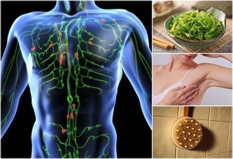 How To Cleanse Your Lymph System With Herbs Naturally Easey Series