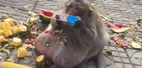 Uncle Fattys Tragic Life Obese Monkey Ate Himself To Death After Fat