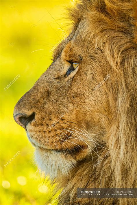 Close Up Portrait Of The Profile Of A Male Lion Face Panthera Leo
