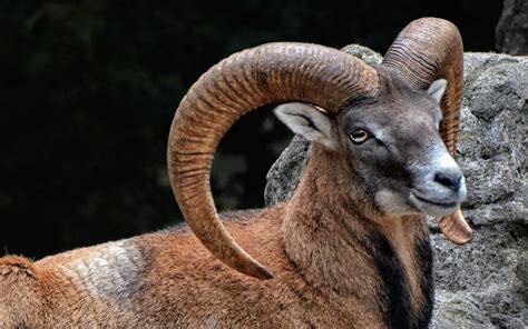 Campaigners Battle Plan To Eradicate Mouflon Wild Sheep From Elba