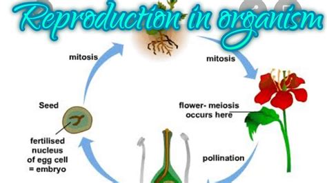 Class 12th Ncert Bio Ch 1 Reproduction In Organisms Youtube