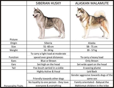 Differences Between Siberian Huskies And Alaskan Malamutes Learn It