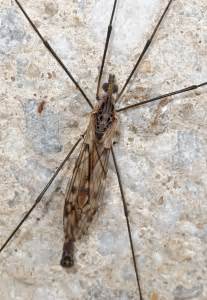 Crane Fly Size