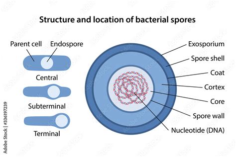 Bacterial Spore Structure With Corresponding Designations Location Of