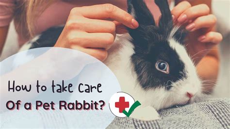 Rabbit Care 101 How To Take Care Of Your Pet Bunny
