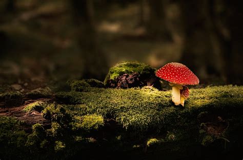 Download Macro Moss Nature Mushroom Hd Wallpaper