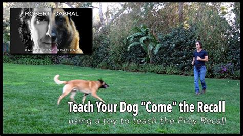 Teach Your Dog To Come The Recall Robert Cabral Dog Training 12