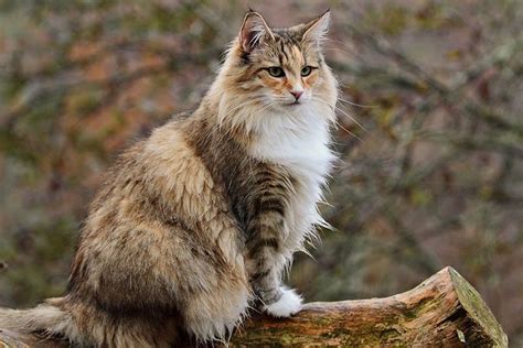 Blue Norwegian Forest Cat